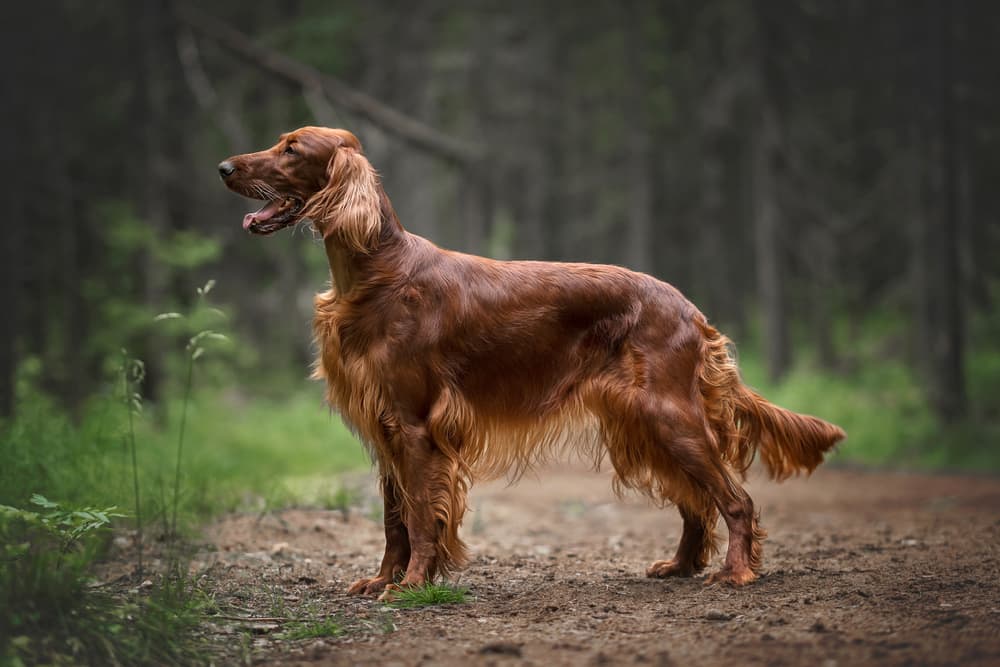 Irish Setter standing in the forest