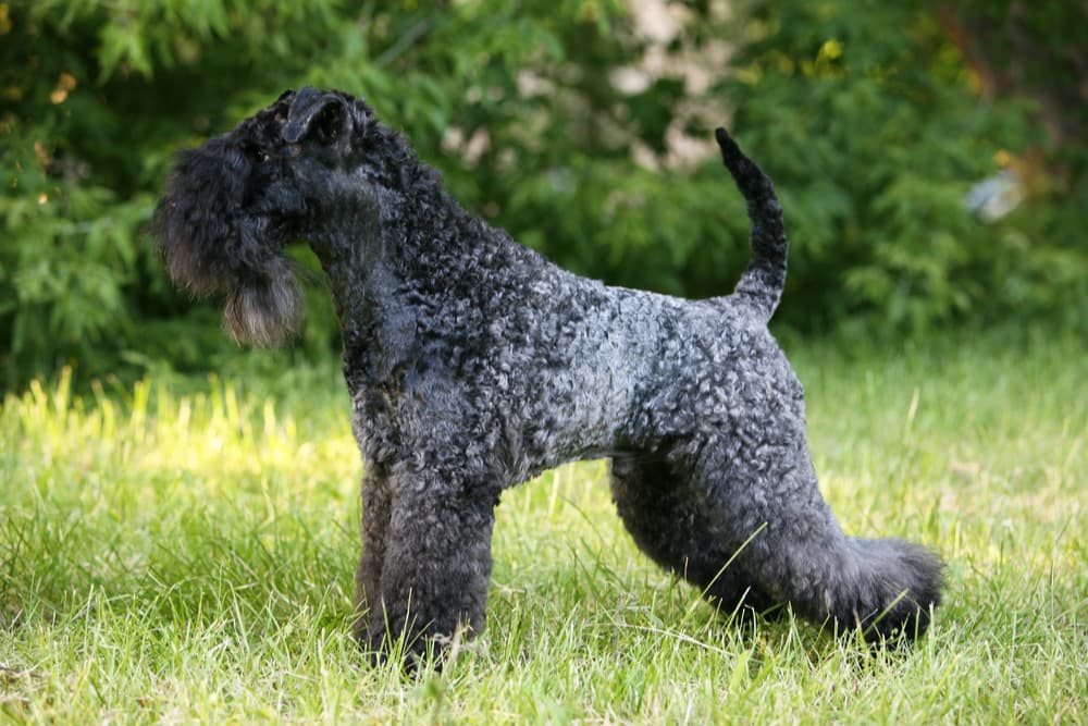 Kerry Blue Terrier