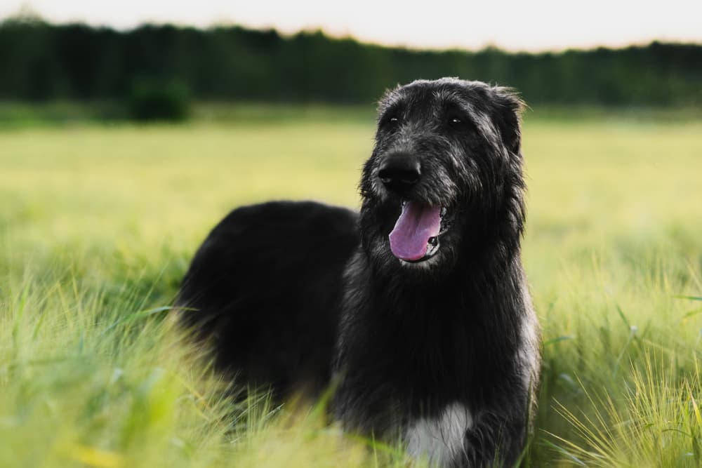 Beautiful dog in the wilds of Ireland