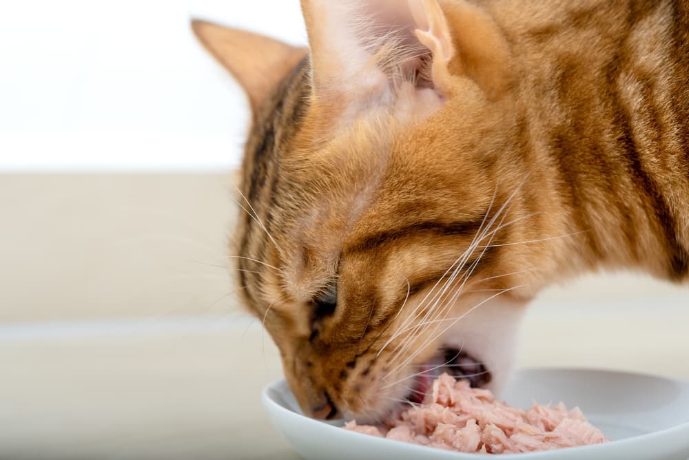Cat eating wet food from a bowl with miralax powder