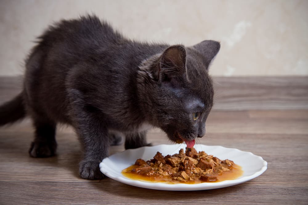 Cat eating wet food from a bowl with miralax mixed in