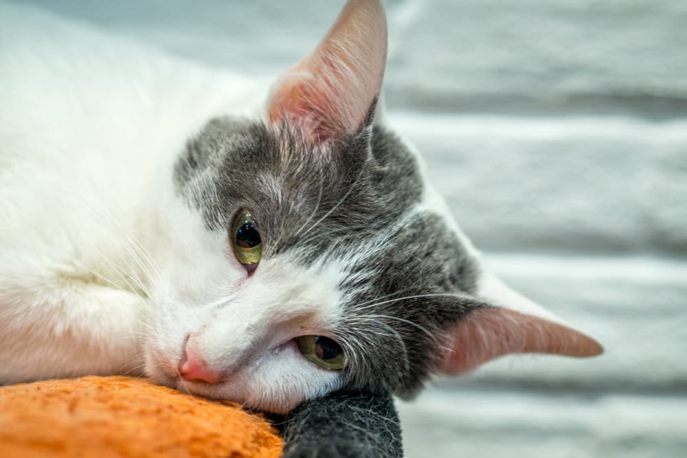 Miralax for Cats: Is it Safe?