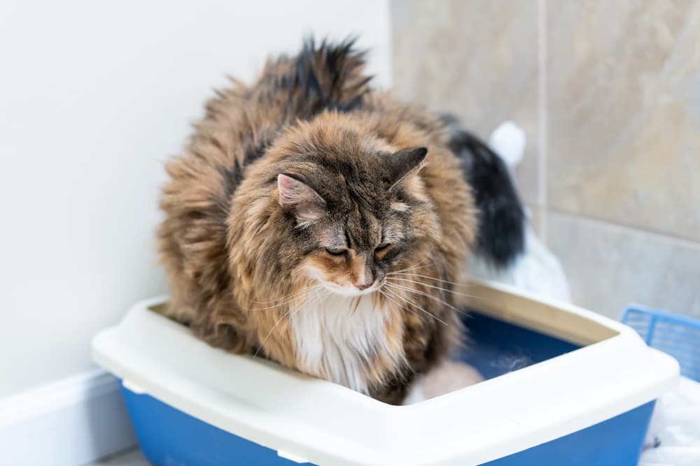 Cat sitting in a litter box