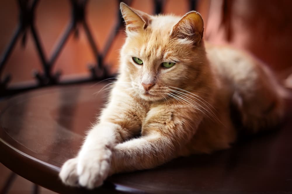 Cat stretching out on a bench