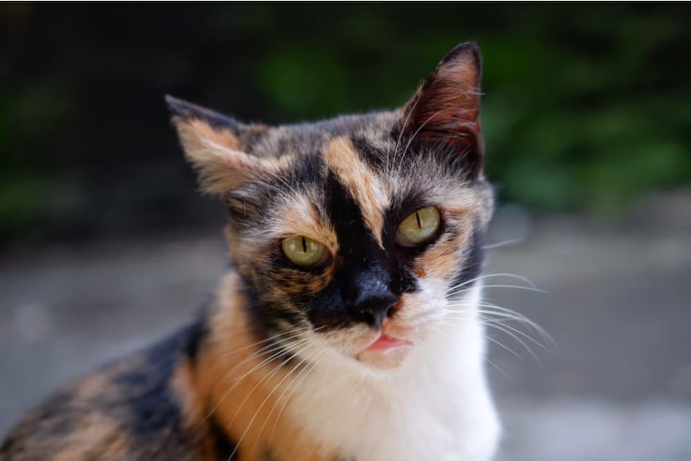 Cat looking up with slight head tilt