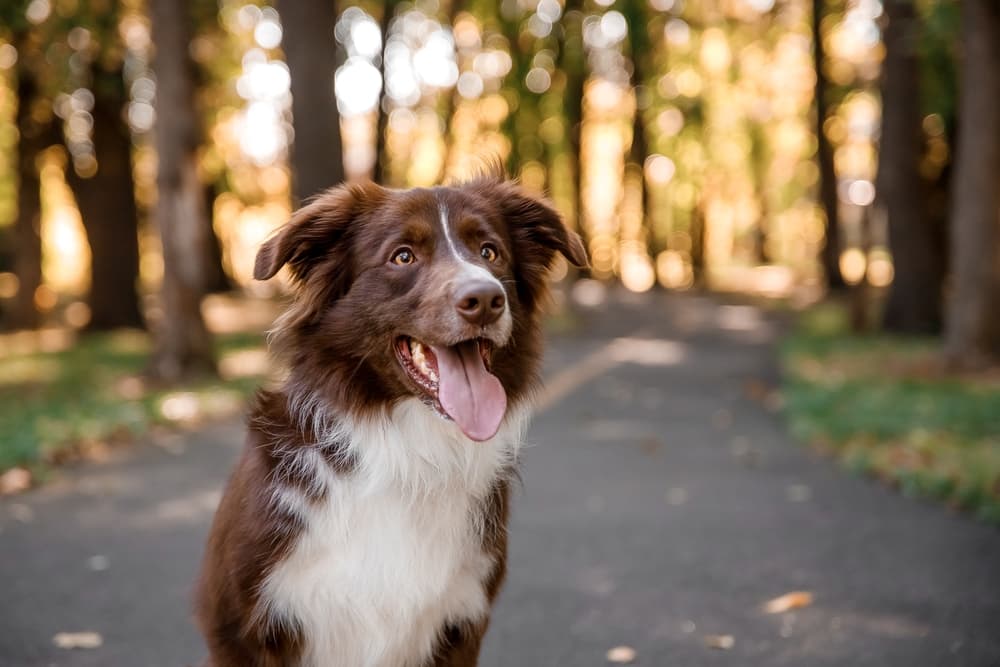 Dog name inspiration for nature lovers - dog outside on a nice forest walk