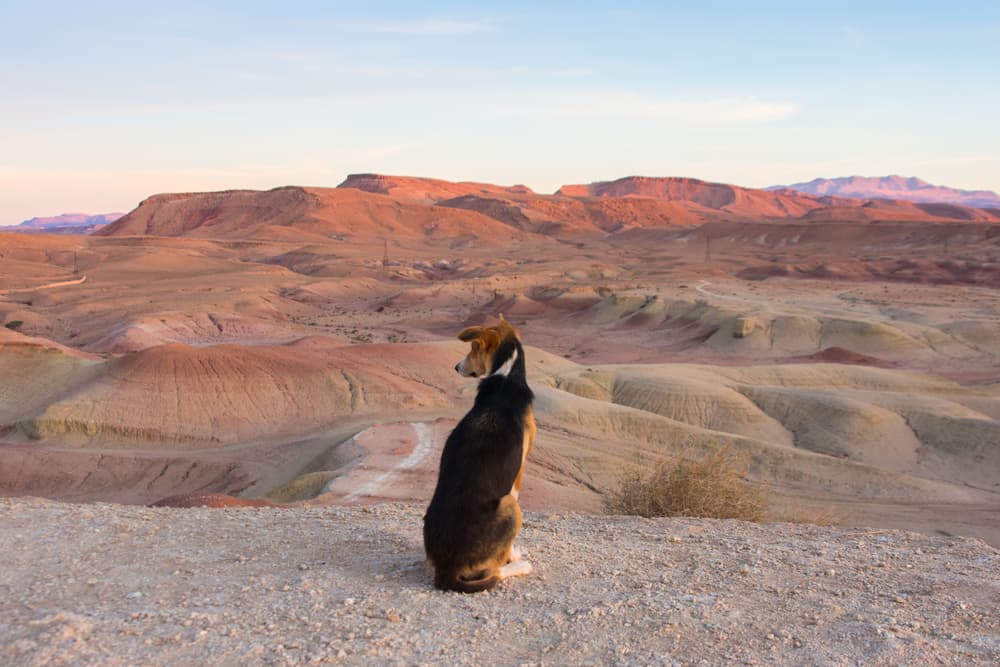 Dog in the desert