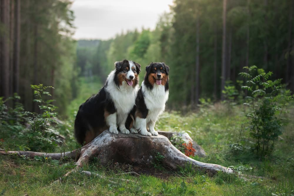 Two dogs in a forest full of trees