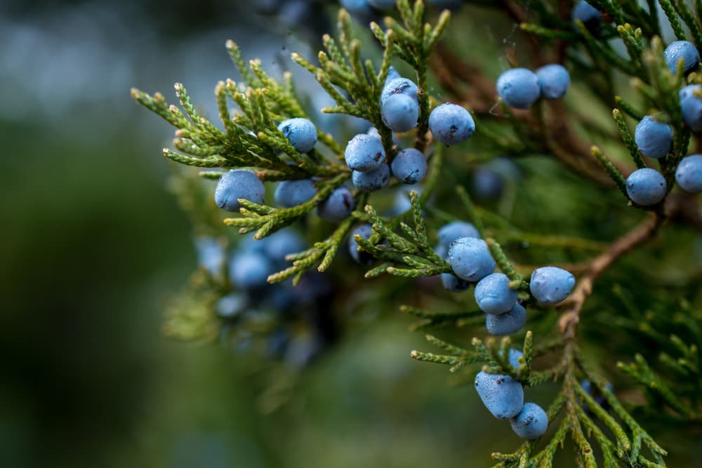 Juniper berries on a branch inspiration for nature dog names