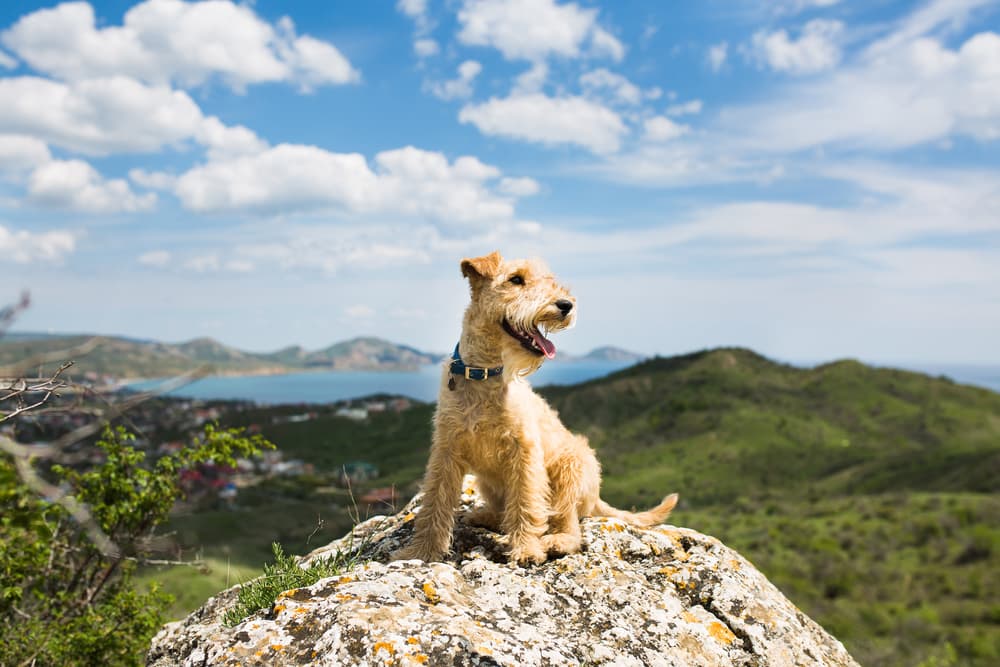 79 Nature Dog Names for Outdoor-Loving Canines