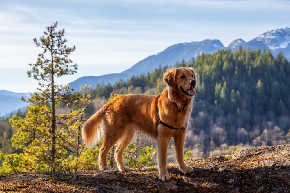 Dog standing outside on a hike with mountains in the background