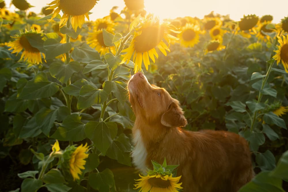 Dog sniffing a plant outside in beautiful sunlight