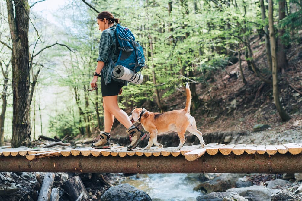 Dog and owner walking along the river