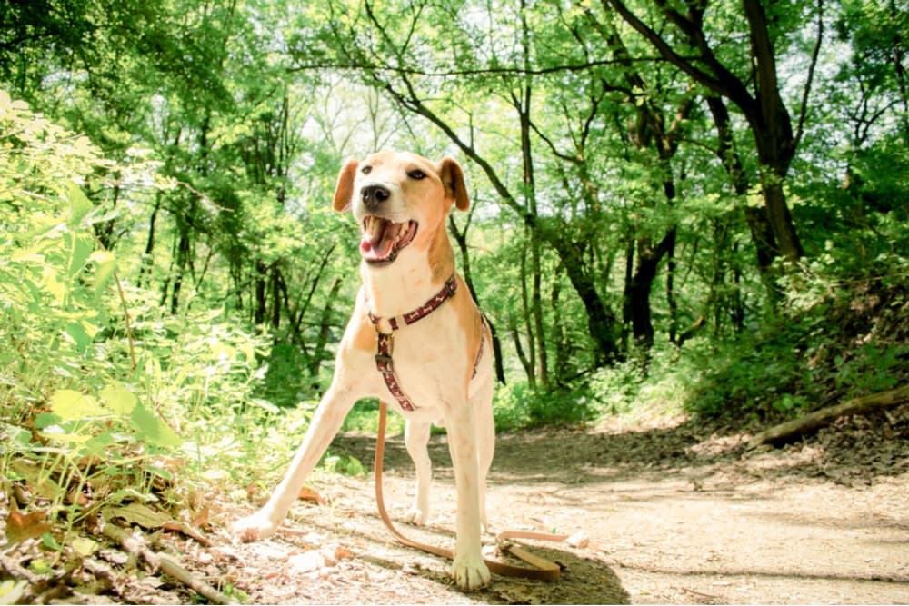Dog walking in nature among trees good inspiration for dog names