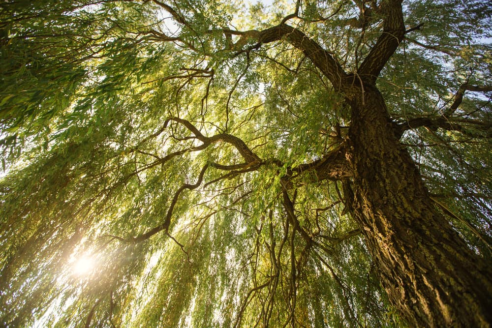 Sunlight coming through a willow tree inspiration for nature dog names