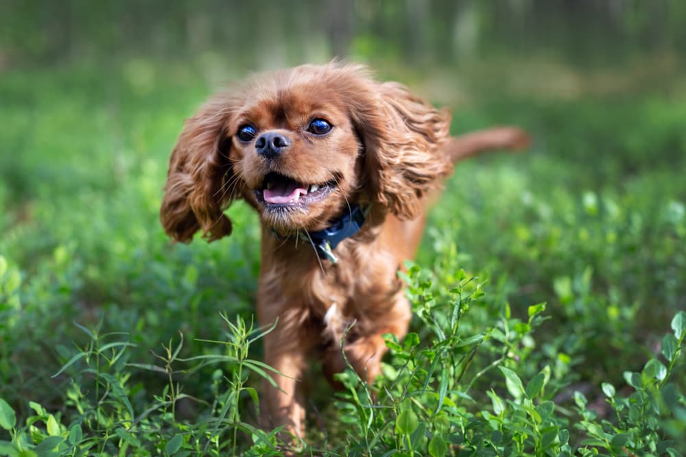 Puppy walking in the grass smiling