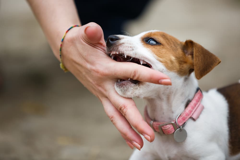 Puppy biting owner as they are teething