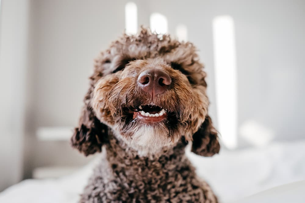 Puppy smiling showing their puppy teeth