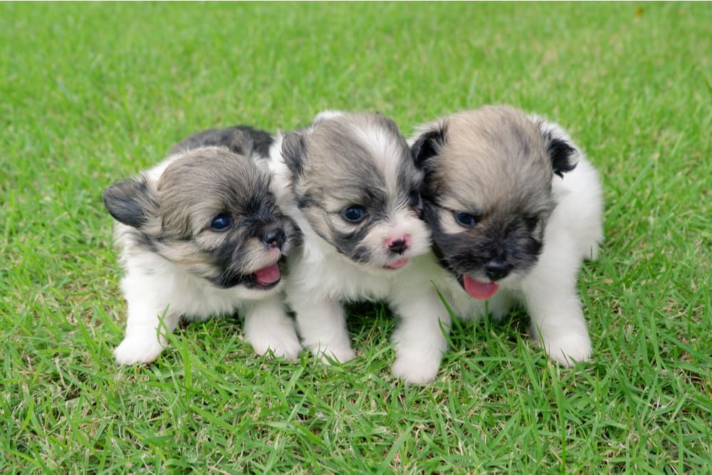 Three cute puppies on a lawn