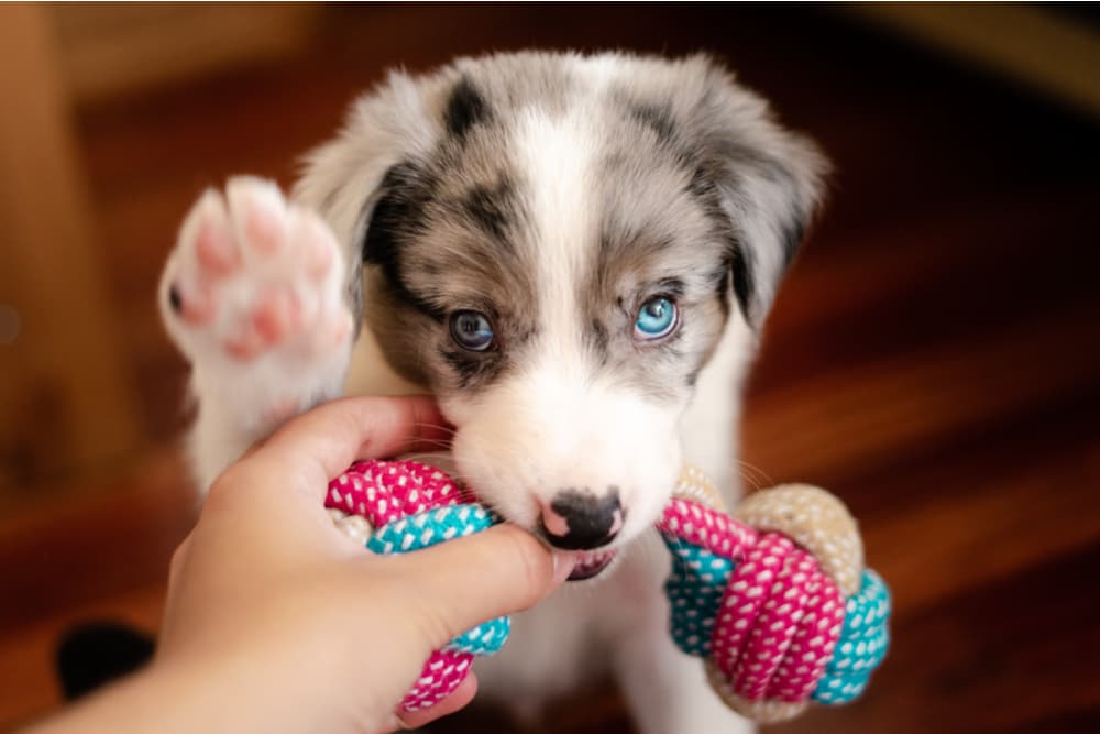 Puppy chewing on a puppy chew toy