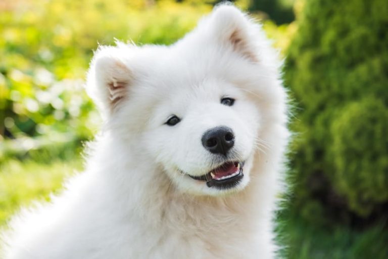 Cute puppy smiling with little puppy teeth out