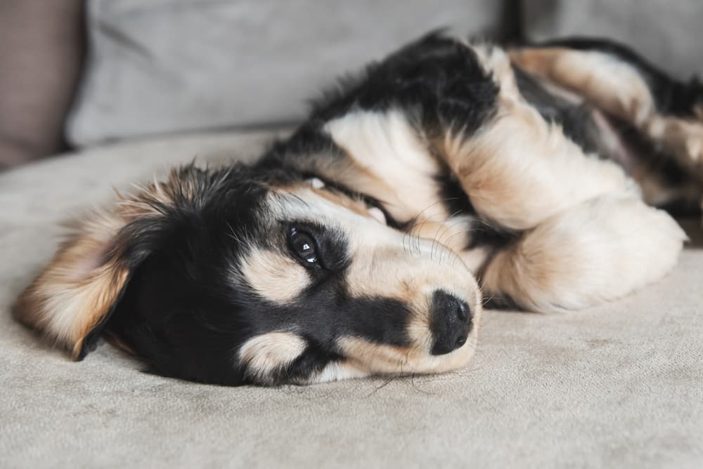 Puppy laying down on couch snuggling