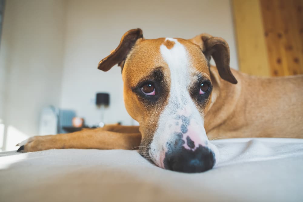 Quiz: Does My Dog Have Separation Anxiety?
