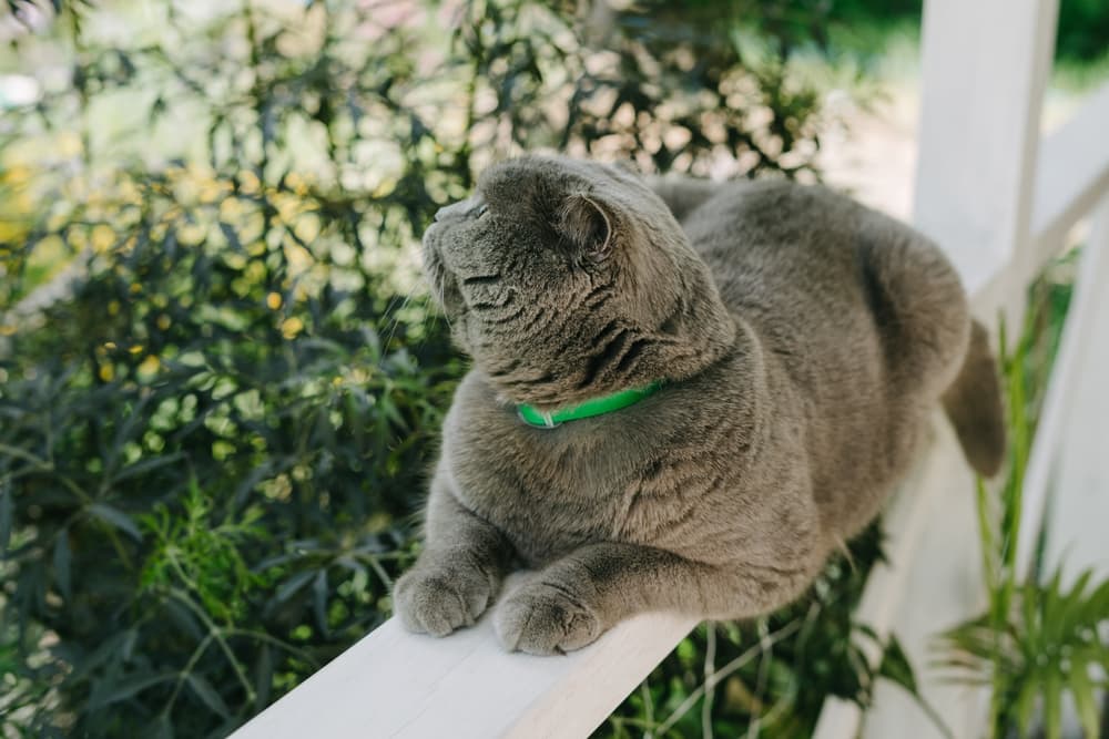 Cat laying on the banister on a deck wearing a flea collar
