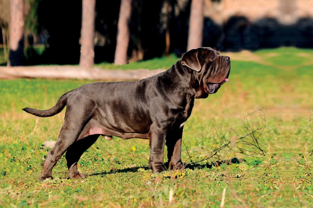 Neapolitan Mastiff