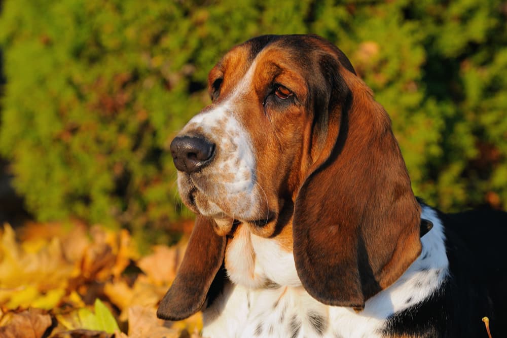 Basset Hound dog very wrinkly dog breed