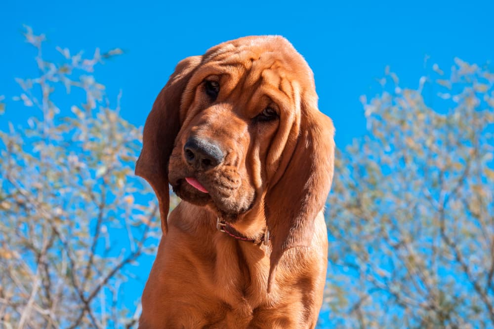 Blood hound puppy