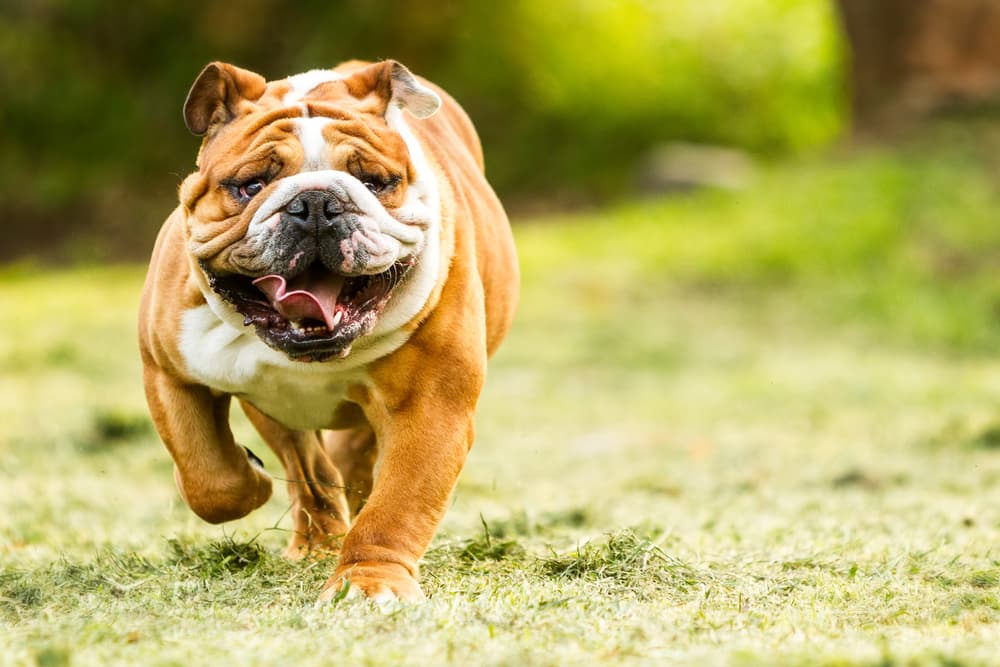 Bulldog running outside in a yard