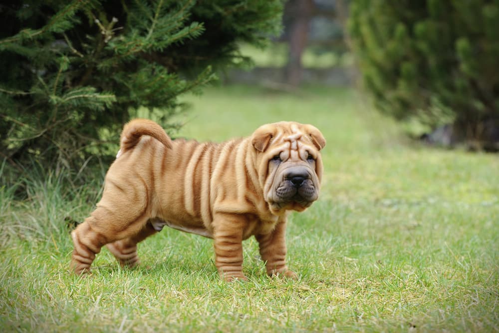 Chinese shar-pei