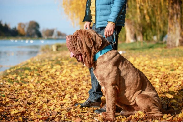 Owner walking with their neapolitan mastiff outside on an autumn day