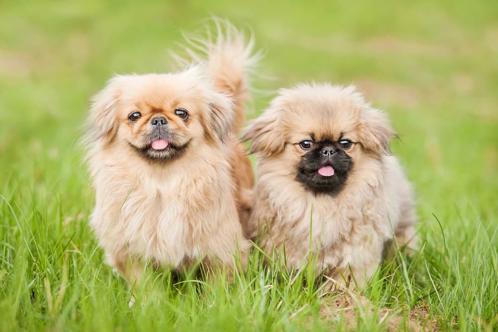 Two Pekingese dogs sitting in the grass very wrinkly dog breeds