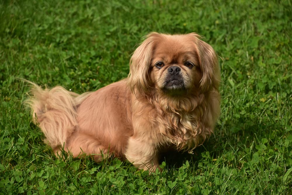 Pekingese a wrinkly dog breed