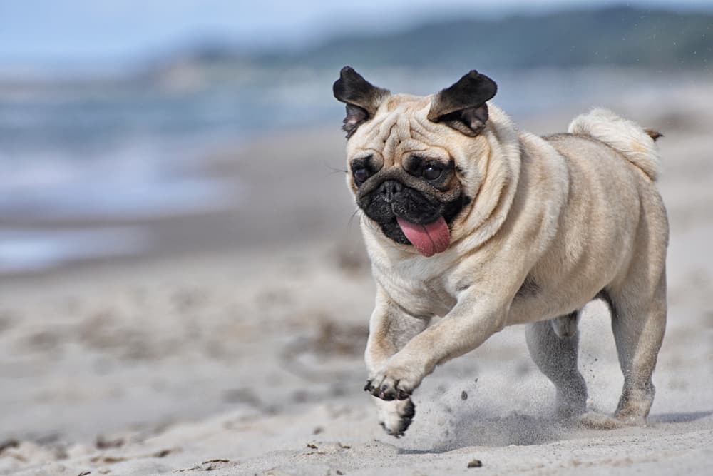 Wrinkly dog breeds pug running on the beach