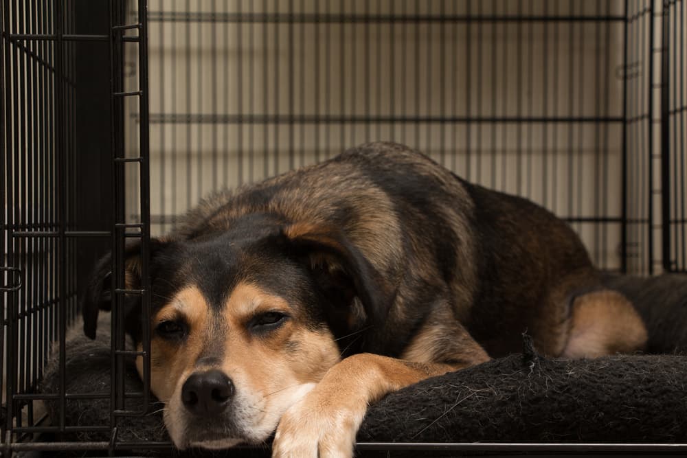 Happy dog sleeping in crate