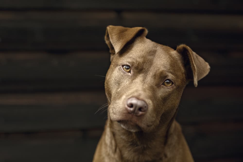 Dog head tilted wondering how to crate train an older dog