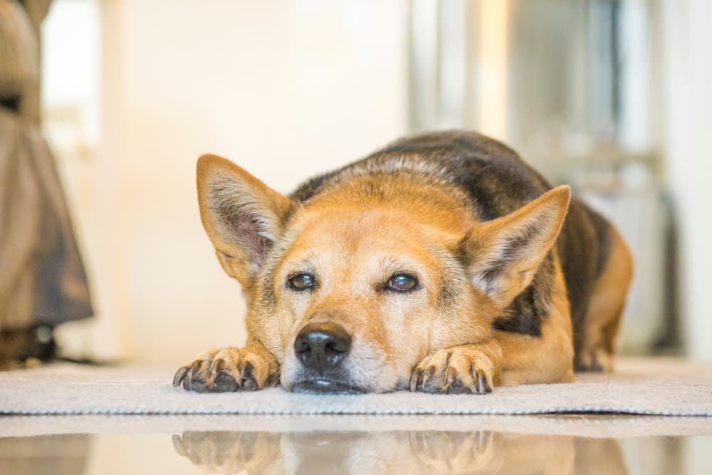 Happy older dog sleeping at home practicing crate training