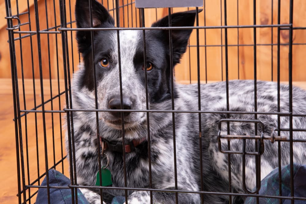 Older dog in a crate being crate trained