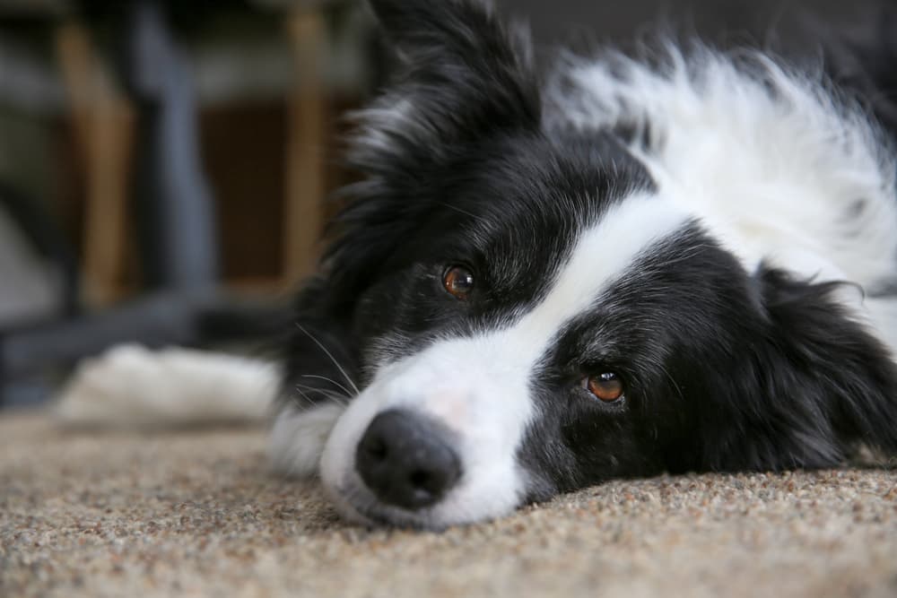 How to Crate Train an Older Dog