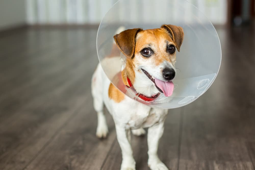 Dog wearing an e-collar