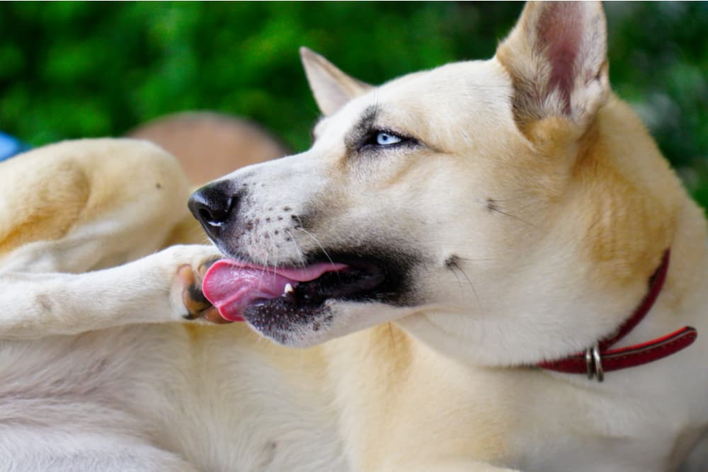 Why Do Dogs Lick Their Paws? 8 Reasons and How to Help
