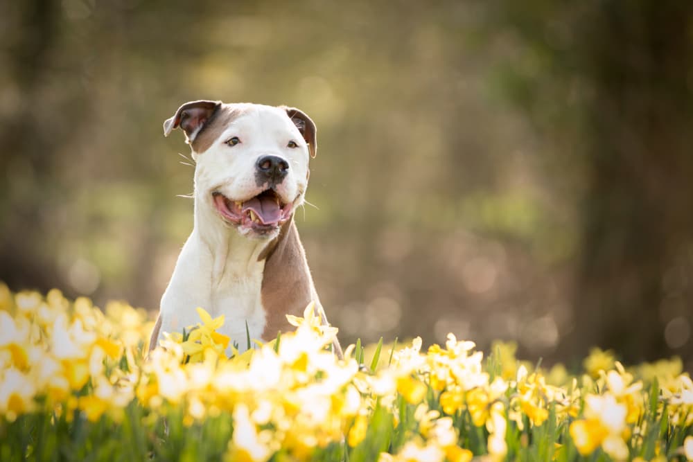 Dog laying in daffodils in a meadow