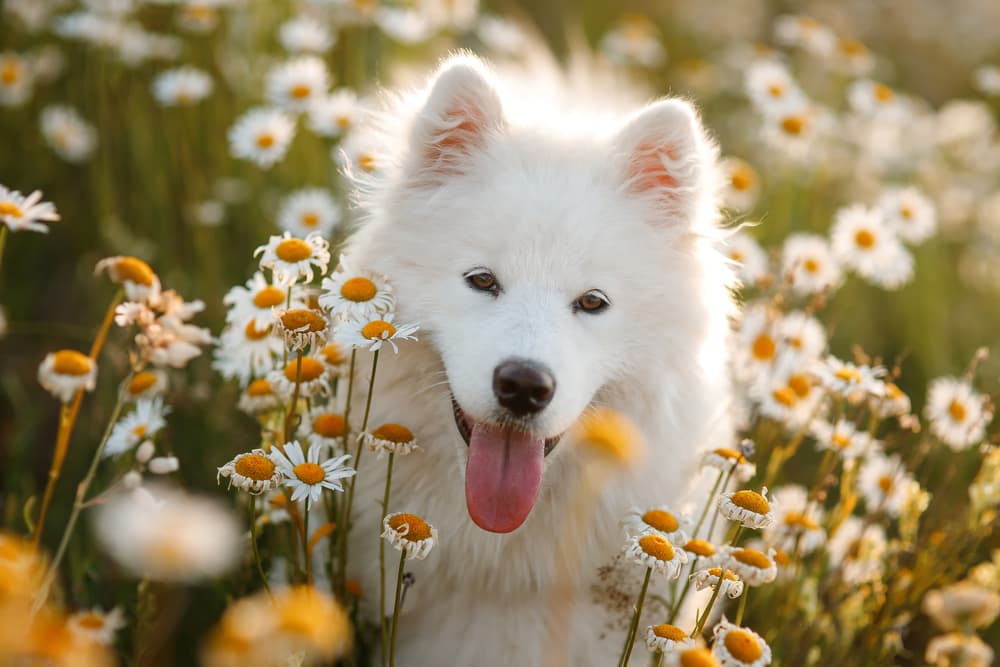 Dog laying in a field of daisies