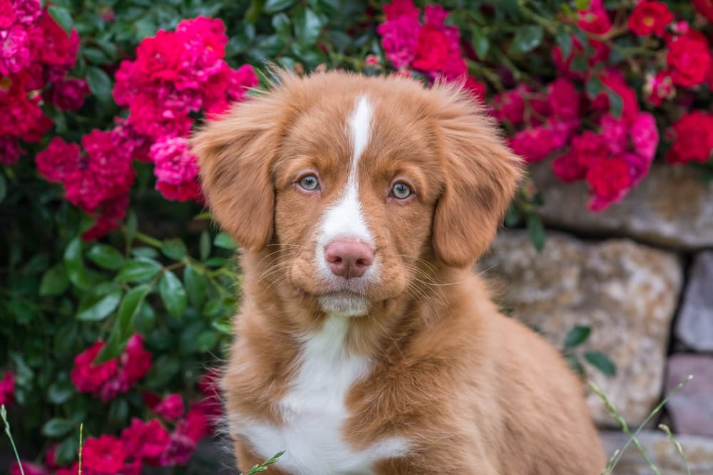 Sweet puppy standing by a wall with beautiful flowers, good inspiration for flower names for dogs