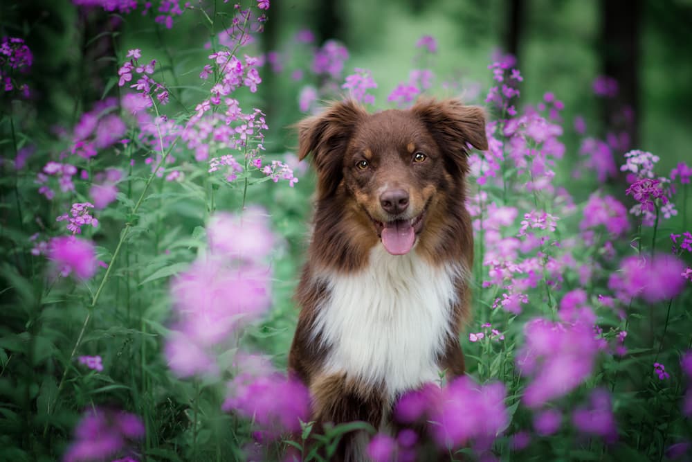 83 Best Flower Names for Dogs