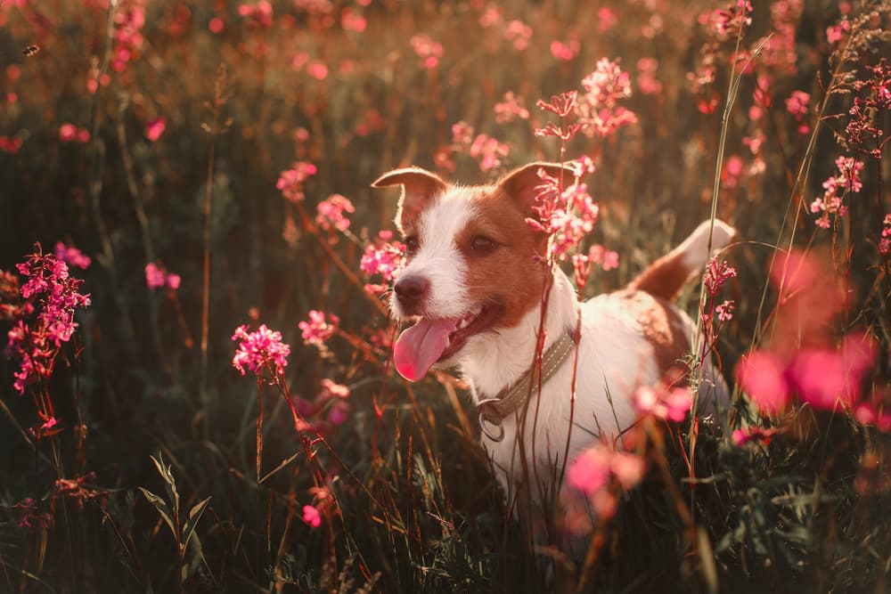 Dog in a field of flowers