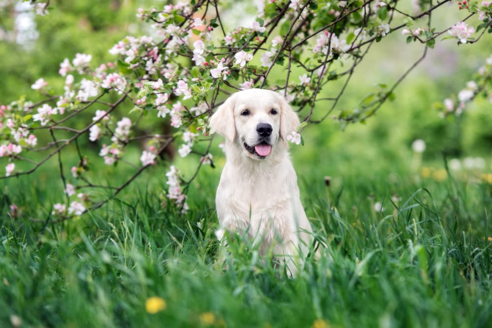Dog sitting in springtime white flowers in a park